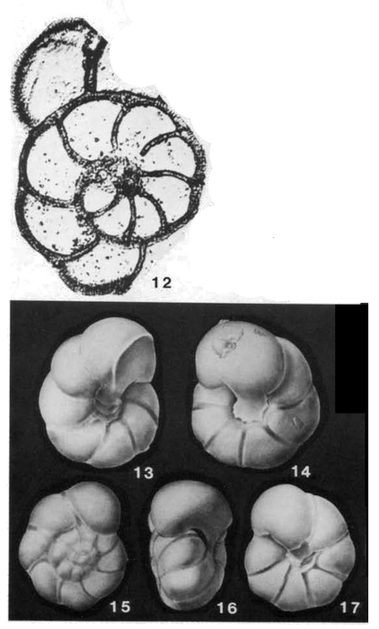 Valvulineria californica Cushman, 1926