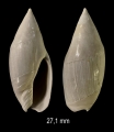  Amalda buccinoides (Lamarck, 1803)