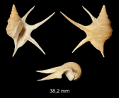 Aporrhais pesgallinae Barnard, 1963