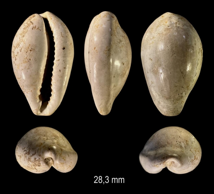 Apiocypraea miobadensis (Sacco, 1894) Apiocypraea miobadensis (Sacco, 1894)