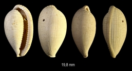 Eucypraedia sulcosa (Lamarck, 1803)