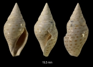 Cryptoconus lineolatus (Lamarck, 1804)