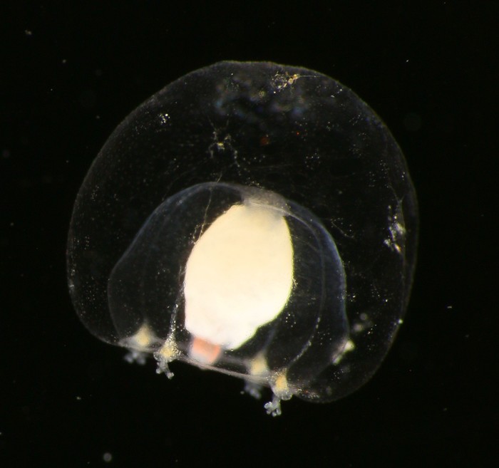 Margelopsis hartlaubii, Norway, bell height 3.3 mm Margelopsis hartlaubii, Norway, bell height 3.3 mm