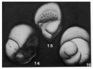 Cribrogloborotalia marielina Cushman & Bermúdez, 1936