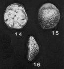Vernonina tuberculata Puri, 1957