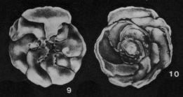 Vonkleinsmidia elizabethae McCulloch, 1977