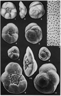 Sestronophora arnoldi Loeblich & Tappan, 1957