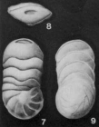 Rectoeponides cubensis Cushman & Bermúdez, 1936