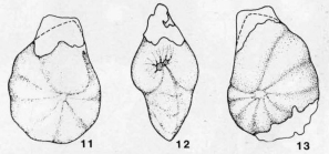 Asymmetrina biomphalica Kristan-Tollmann, 1960