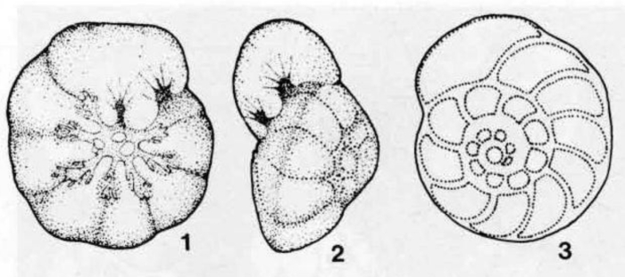 Diplotremina astrofimbriata Kristan-Tollmann, 1960 Diplotremina astrofimbriata Kristan-Tollmann, 1960