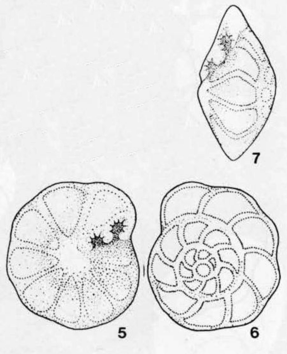 Duostomina biconvexa Kristan-Tollmann, 1960 Duostomina biconvexa Kristan-Tollmann, 1960