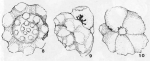 Variostoma spinosum Kristan-Tollmann, 1960