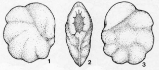 Involvina obliqua Kristan-Tollmann, 1960