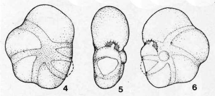 Plagiostomella inflata Kristan-Tollmann, 1960