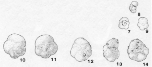 Globigerina mesotriassica Oberhauser, 1960