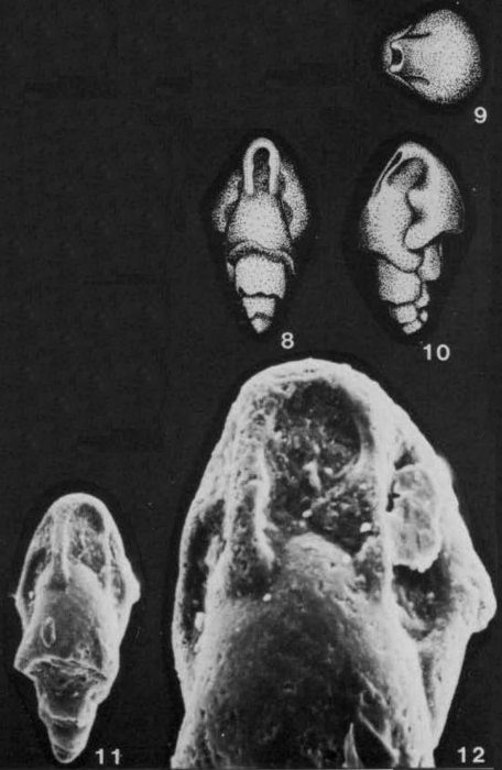 Altistoma scalaris de Klasz & Rérat, 1962