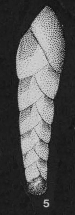 Bolivinellina pescicula Saidova, 1975