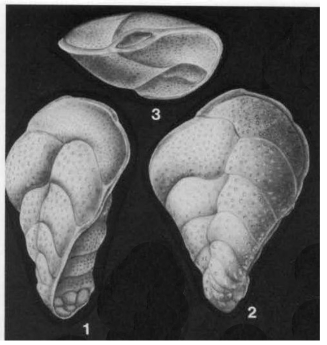 Coryphostoma plaitum (Carsey, 1926) Coryphostoma plaitum (Carsey, 1926)