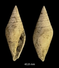 Conorbis marginatus (Lamarck, 1804)