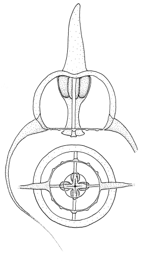 Amphinema dinema, medusa, English Channel; from Schuchert (2007)