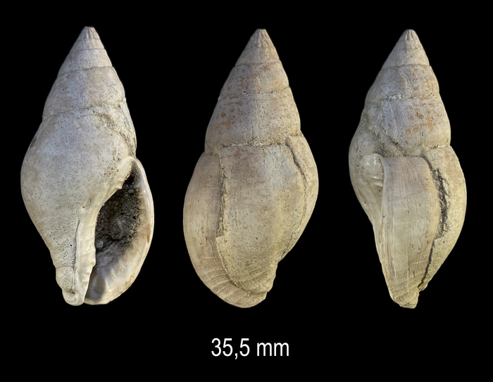 Pisania plioangustata Sacco, 1904 Pisania plioangustata Sacco, 1904