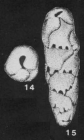 Pseudobuliminella triserialis de Klasz, Le Calvez & Rérat, 1964