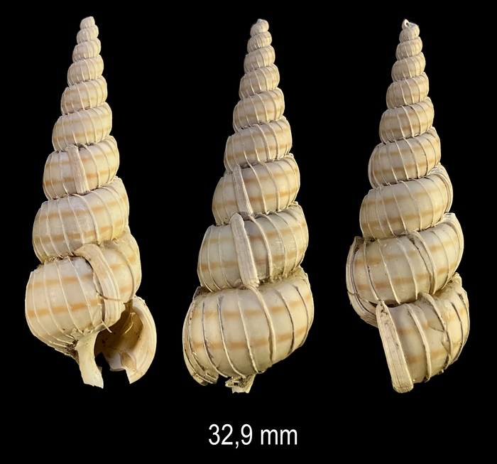 Acrilloscala geniculata (Brocchi, 1814) Acrilloscala geniculata (Brocchi, 1814)