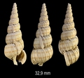 Mollusca (molluscs)