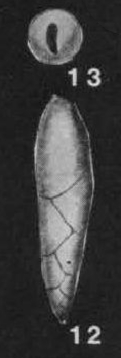 Virguloides wellmani Srinivasan, 1966 Virguloides wellmani Srinivasan, 1966