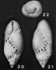Virgulinella pertusa (Reuss, 1861)