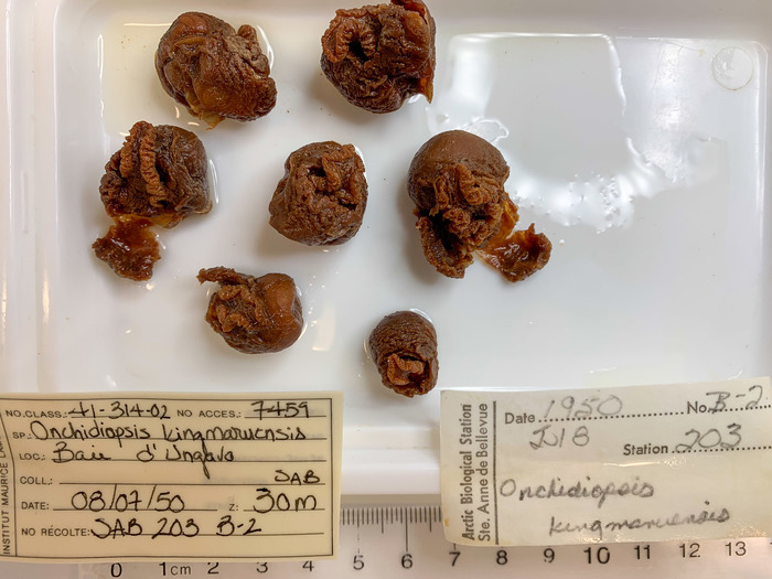Onchidiopsis kingmaruensis - 7 specimens Onchidiopsis kingmaruensis - 7 specimens