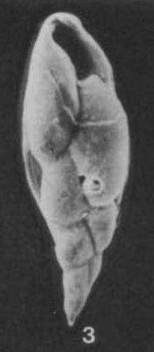 Cassidelina profunda Saidova, 1975 Cassidelina profunda Saidova, 1975