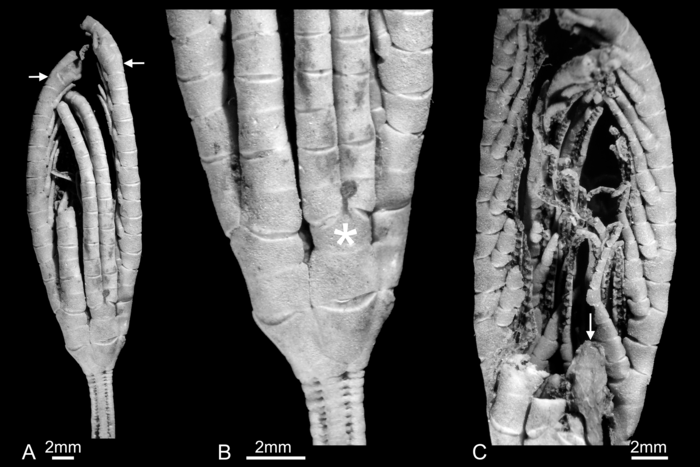 Crown morphology of Panglaocrinus isseliformis Crown morphology of Panglaocrinus isseliformis