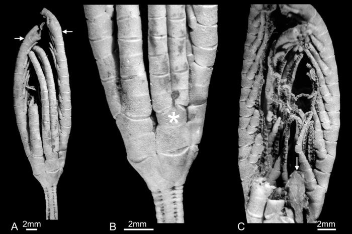 Crown morphology of Panglaocrinus isseliformis