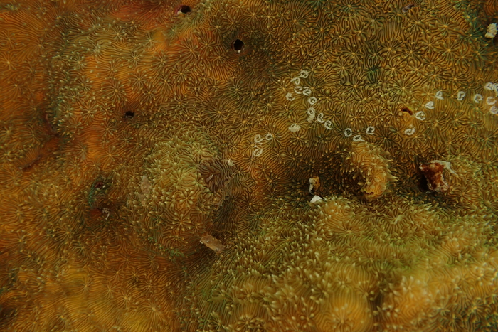 Phestilla viei Phestilla viei