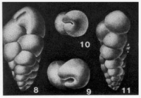 Neobulimina canadensis Cushman & Wickenden, 1928