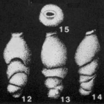 Labiostoma cretacea de Klasz, Le Calvez & Rérat, 1964