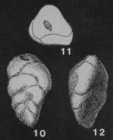 Bulimina curvisuturata Brotzen, 1940