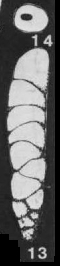 Rectobulimina carpentierae Marie, 1956 Rectobulimina carpentierae Marie, 1956