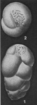 Sporobulimina perforata Stone, 1949