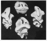 Mandjina excavata de Klasz & Rérat, 1963