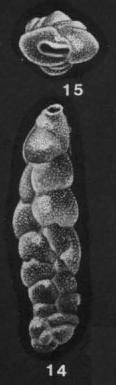 Virgulopsoides razaensis McCulloch, 1977