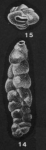 Virgulopsoides razaensis McCulloch, 1977
