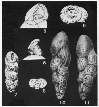 Virgulinopsis cubana (Bermúdez, 1935)