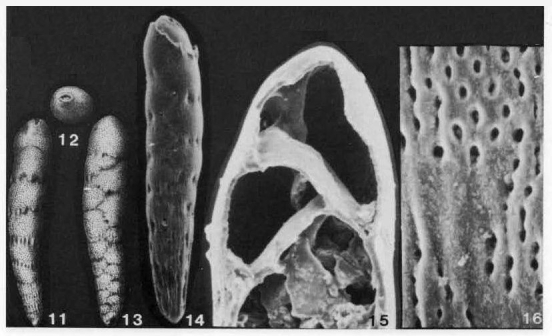 Loxostomoides applinae (Plummer, 1927) Loxostomoides applinae (Plummer, 1927)