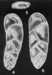 Neocassidulina evoluta McCulloch, 1977