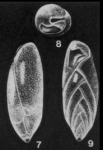 Rutherfordia rotundiformis McCulloch, 1977
