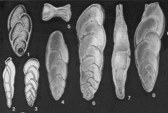 Loxostomum subrostratum Ehrenberg, 1854 Loxostomum subrostratum Ehrenberg, 1854