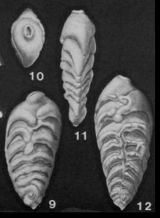 Trachelinella watersi (Cushman, 1927)