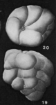 Quadratobuliminella pyramidalis de Klasz, 1953